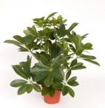 Schefflera babystruik 55cm